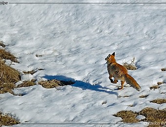 Animali 026